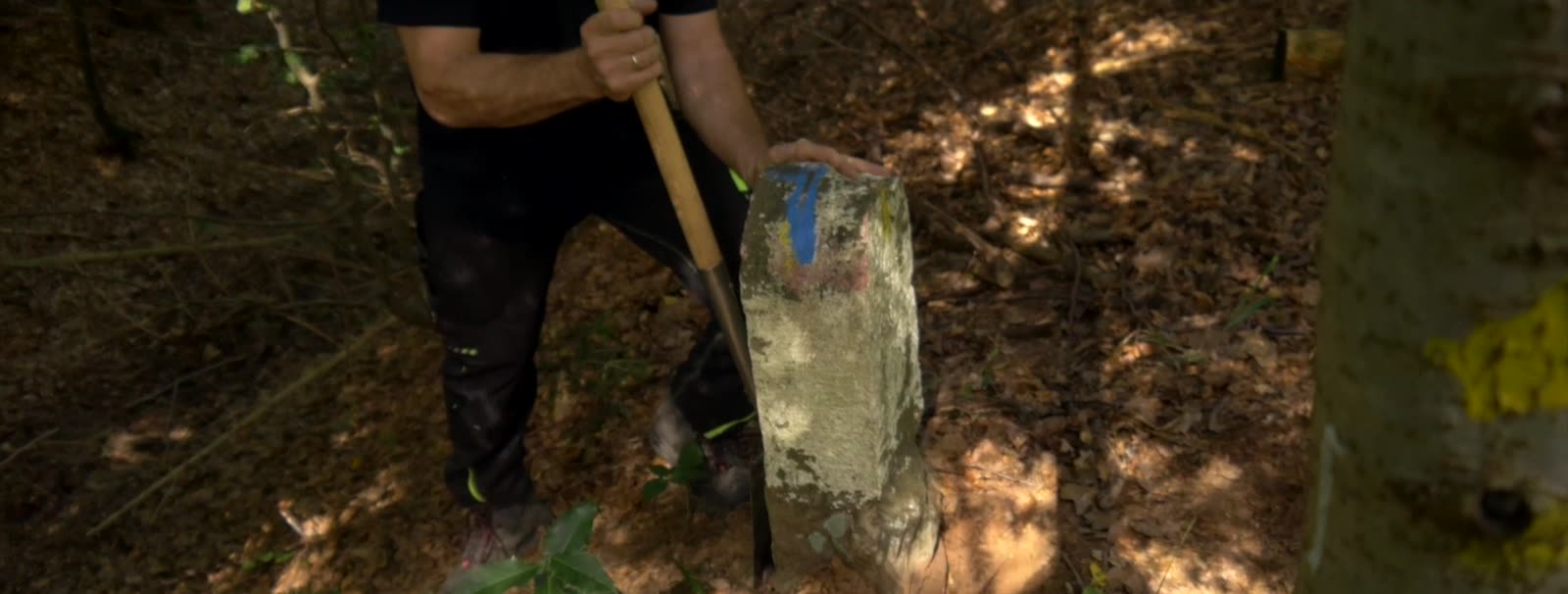 Grenzstein im Wald, ein Vermessungstechniker legt ihn frei